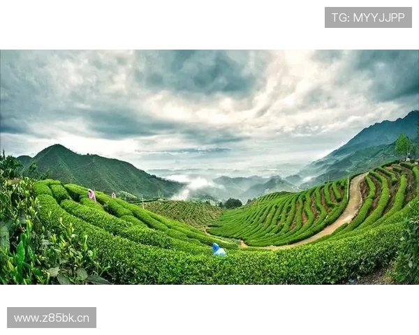 松阳企业家带动地方经济发展探索创新之路推动社会责任与商业价值共融